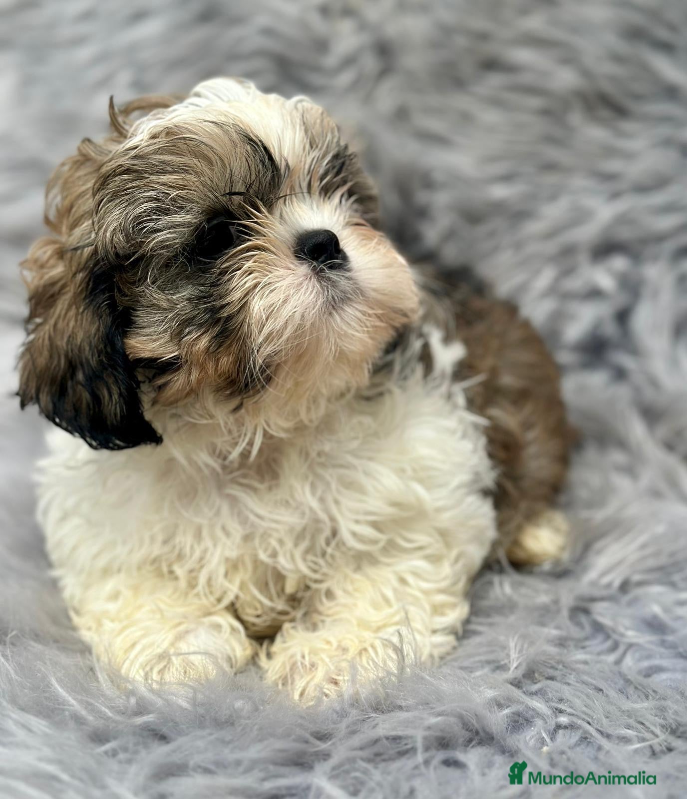 Shih Tzu perros Shih tzu tricolor  - Anuncio 17