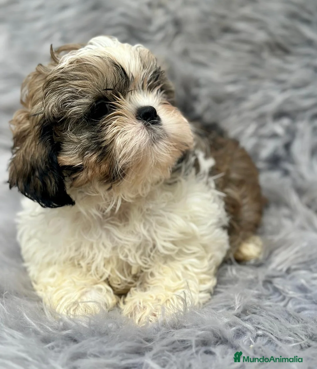 Shih Tzu perros en venta: Shih tzu tricolor  - Anuncio 1
