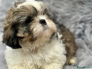 Shih Tzu perros Shih tzu tricolor - Anuncio 2