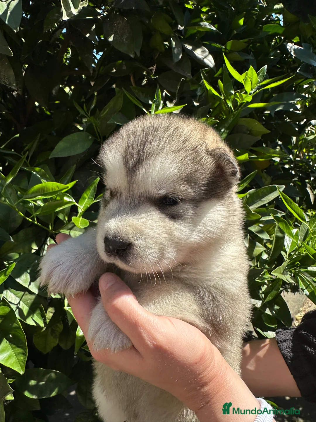 Alaskan Malamute perros en venta: Cachorros alaskan disponibles - Anuncio 1