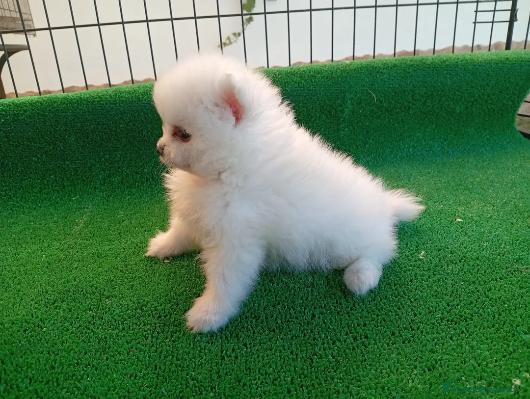 Pomerania perros en venta: Pomerania PRECIO REAL - Anuncio 2
