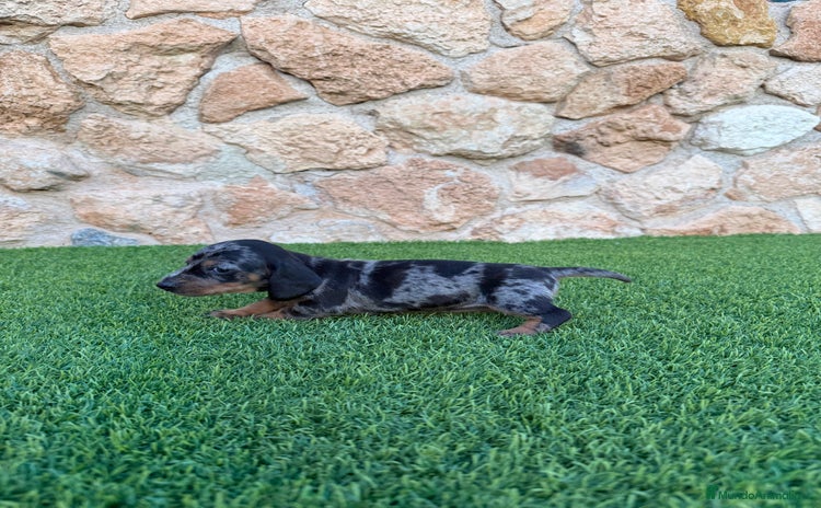 Teckel Miniatura perros - Anuncio 7