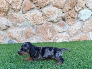 Teckel Miniatura perros - Anuncio 24