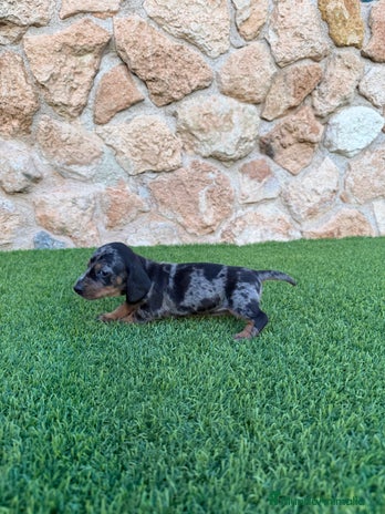 Teckel Miniatura perros - Anuncio 1