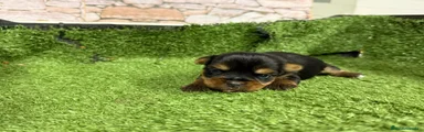 Yorkshire Terrier Cachorro 1