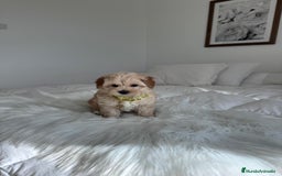Maltipoo perros en venta: Maltipoo - Imagen 3