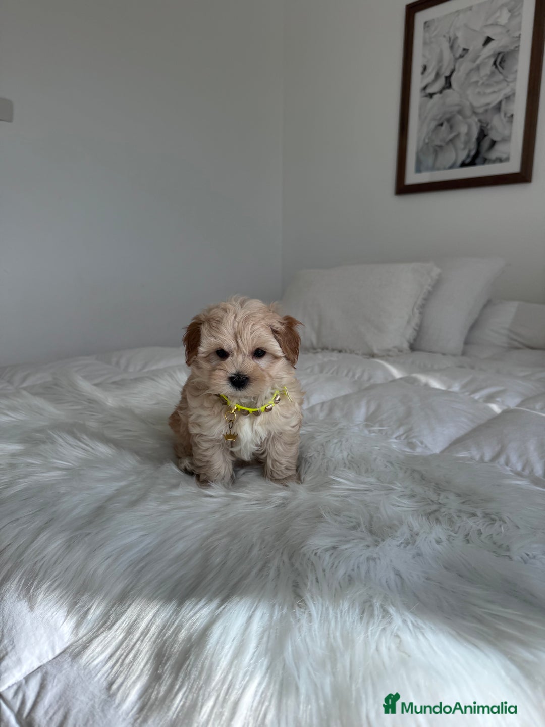 Maltipoo perros en venta: Maltipoo - Imagen 3
