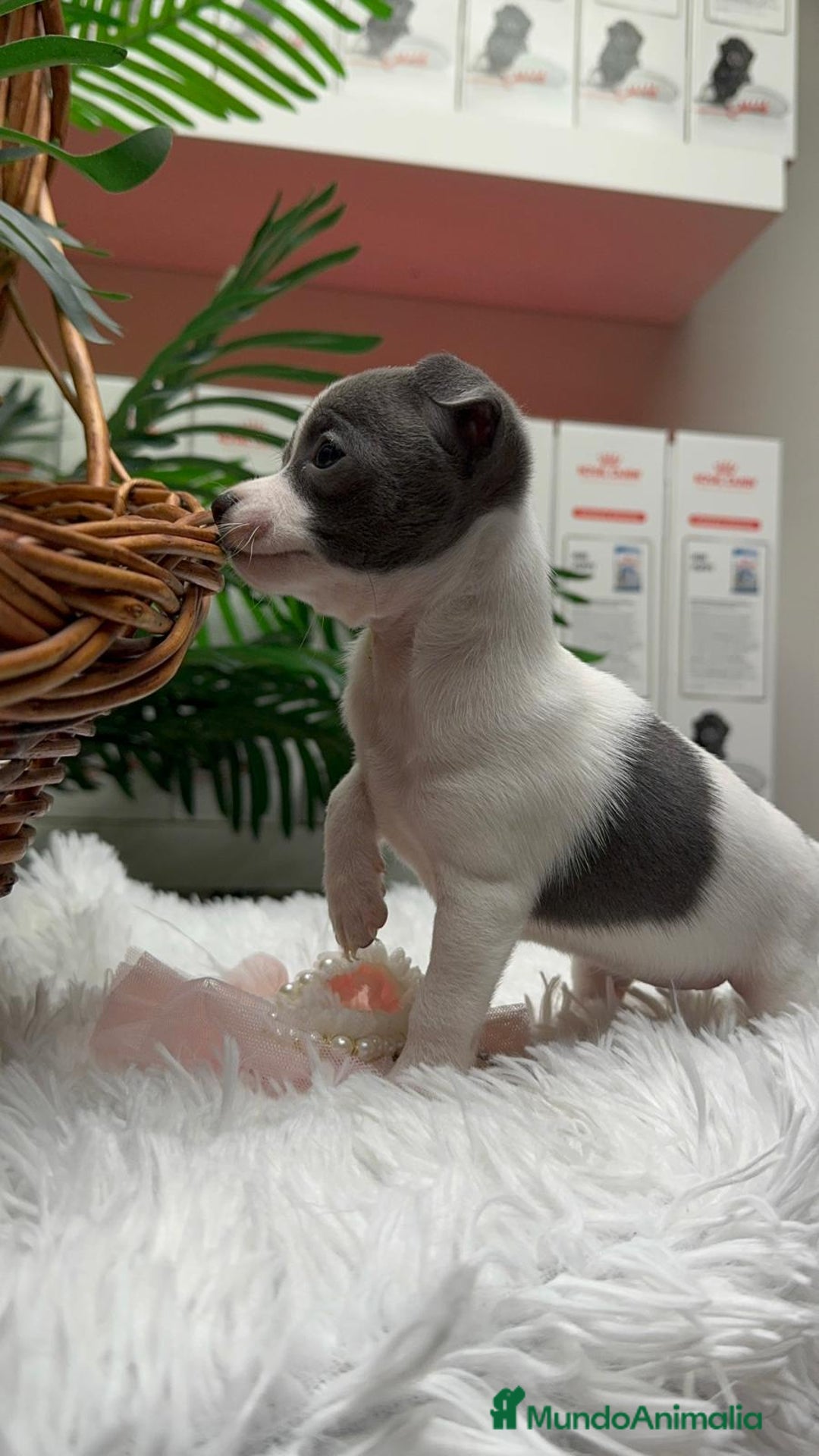 Chihuahua perros en venta: CHIHUAHUA HEMBRA - Anuncio 10