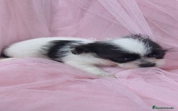 Raza Mixta perros en venta: Maltichi Bichón maltes y chihuahua ♂️ - Imagen 3