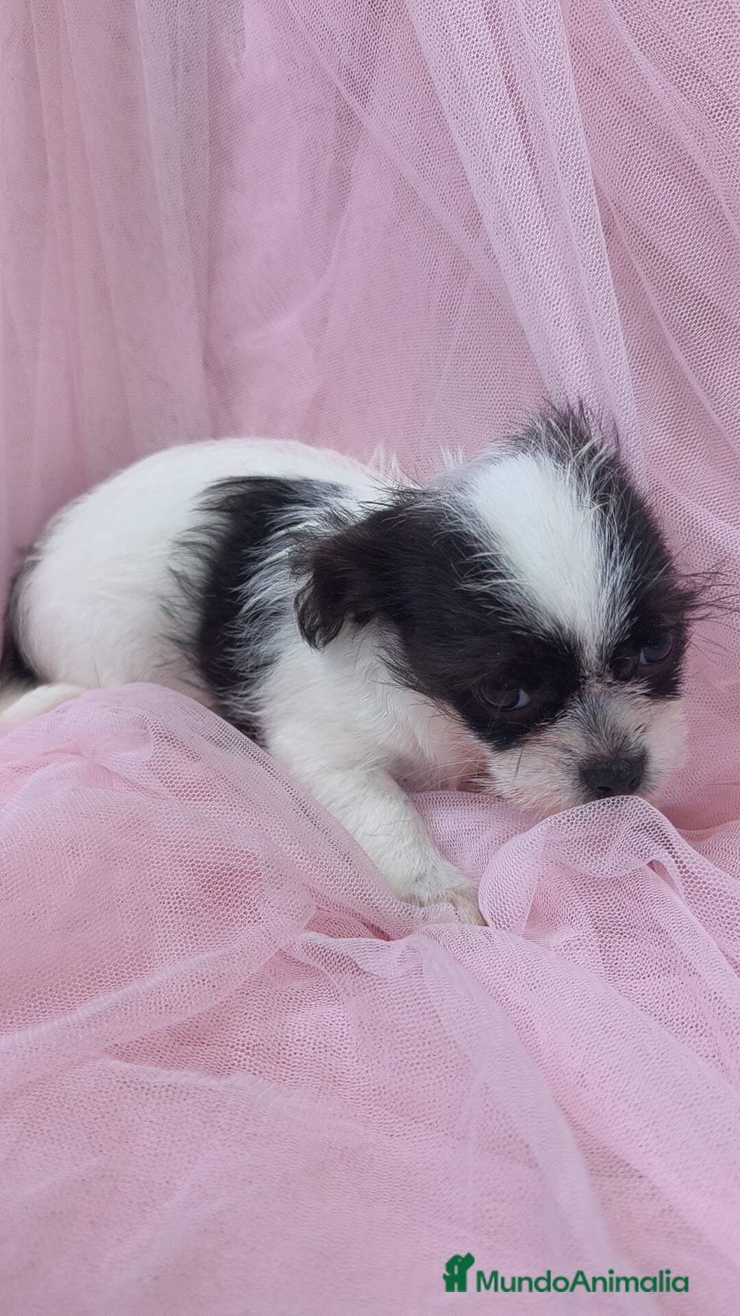 Raza Mixta perros en venta: Maltichi Bichón maltes y chihuahua ♂️ - Imagen 3