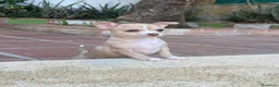 Chihuahua perros en venta: Camada chihuahua  - Anuncio 3