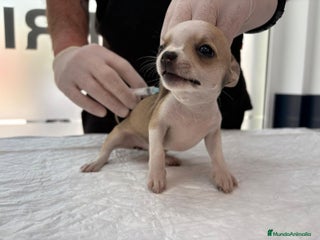 Chihuahua perros en Alicante - Anuncio 7