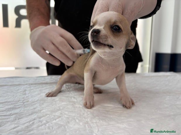 Chihuahua perros en Alicante - Anuncio 13