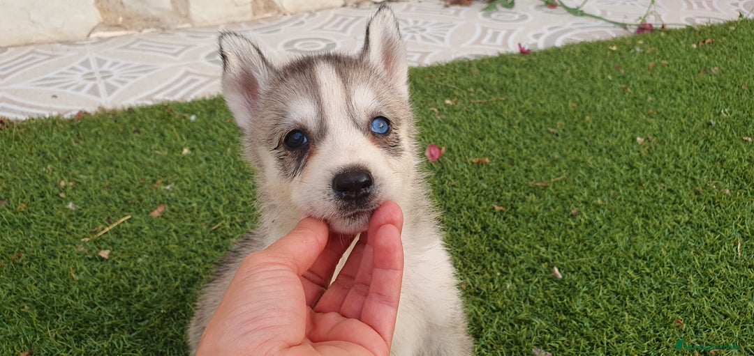 Husky Siberiano perros en venta: Encantadores cachorros Husky Siberiano  - Imagen 16