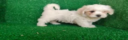 Bichón Maltés perros en venta: Bichón maltés  - Anuncio 6