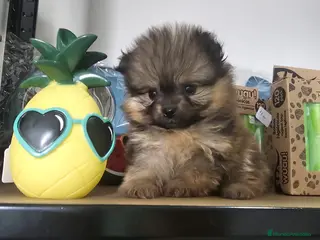 Pomerania perros CAMADA DE POMERANIA LINIA RUSA - Anuncio 1