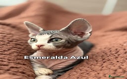 Devon Rex gatos en venta: Devon Rex - Imagen 2