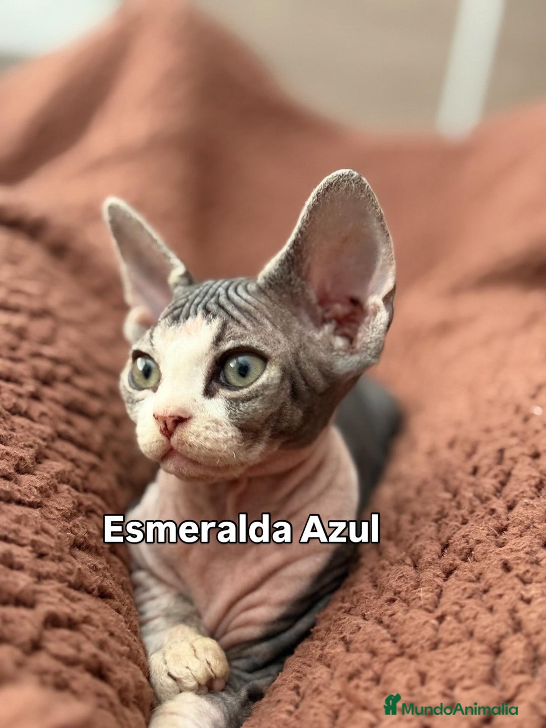 Devon Rex gatos en venta: Devon Rex - Imagen 2