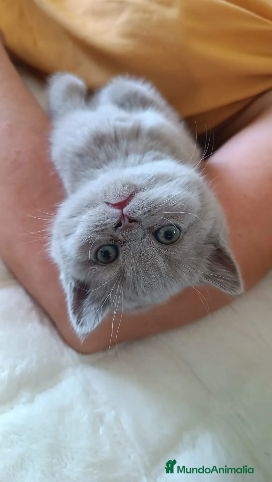 Británico de Pelo Corto Azul gatos en venta: BRITISH - Anuncio 6