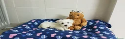 Bichón Maltés perros en venta: Bichón Maltés - Anuncio 7