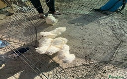 Bichón Maltés perros en venta: Bichón maltés toy  - Imagen 3