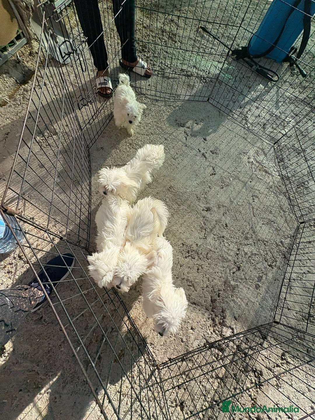 Bichón Maltés perros en venta: Bichón maltés toy  - Imagen 3