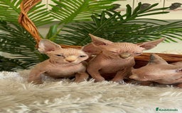 Sphynx gatos en venta: GATITAS SPHYNX - Anuncio 15