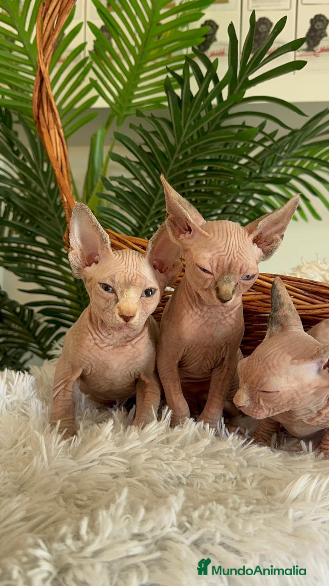 Sphynx gatos en venta: GATITAS SPHYNX - Anuncio 15