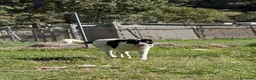 Mastín Español perros en venta: Adopción mastina pinta - Anuncio 5