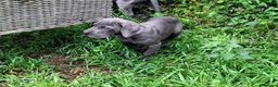 Dogo Alemán perros en venta: Cachorros azules Gran Danés - Anuncio 4
