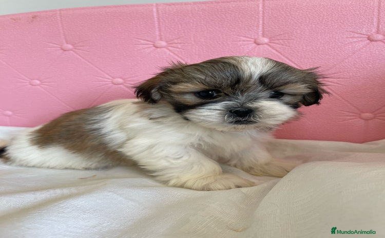 Shih Tzu perros - Propaganda 2