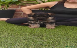 Pastor Alemán perros en venta: Preciosa cachorra de pastor alemán  - Imagen 2