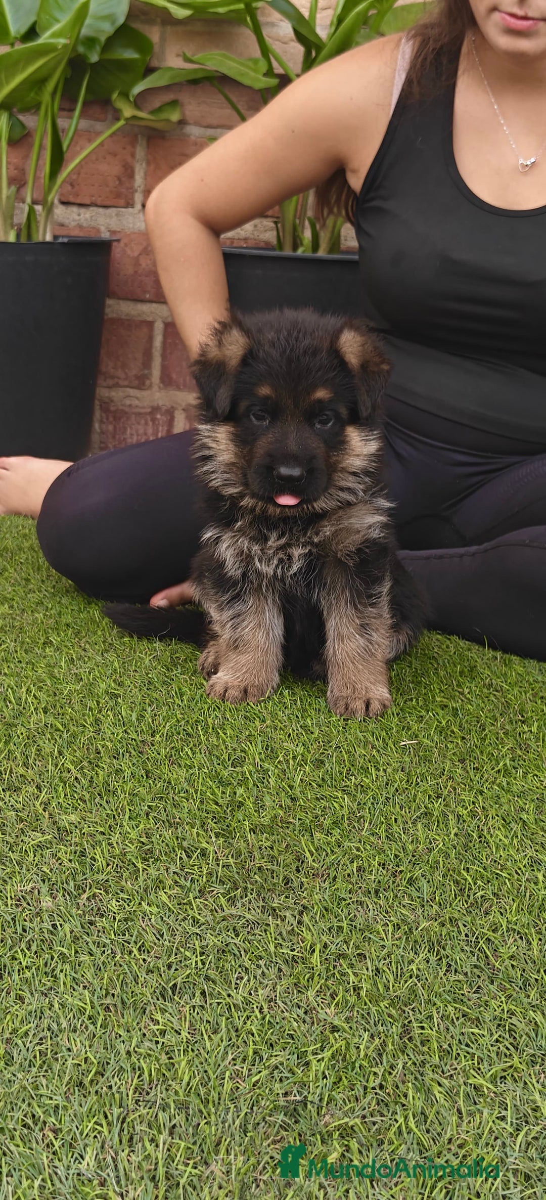 Pastor Alemán perros en venta: Preciosa cachorra de pastor alemán  - Imagen 2