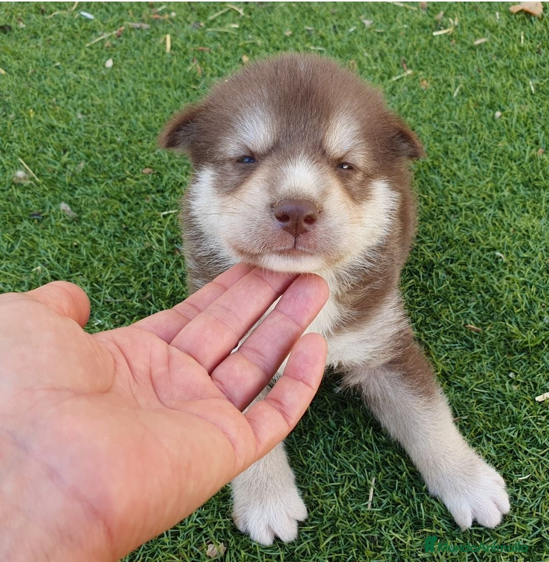 Husky Siberiano perros Husky rojos y chocolate tricolor - Anuncio 1