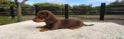 Teckel Miniatura perros en venta: Macho chocolate de teckel Kaninchen  - Anuncio 5