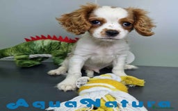 Cavalier King Charles Spaniel perros en venta: Cavalier Macho 0079 AQUANATURA  - Imagen 8