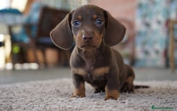 Teckel Miniatura perros en venta: 🐾 Frisco y Pao 🐾 - Imagen 2