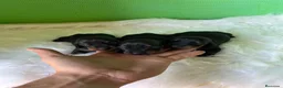Teckel Miniatura perros en venta: Cachorros de teckel - Anuncio 2