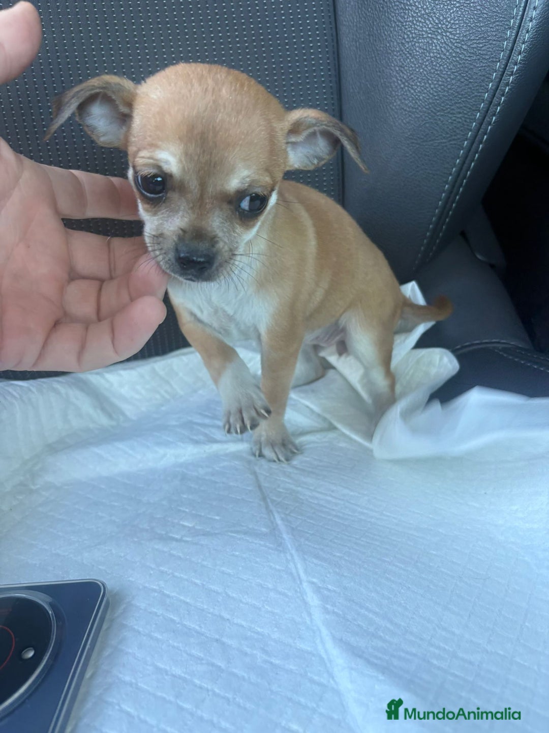 Chihuahua perros en venta: Chihuahua toy hembra - Anuncio 6