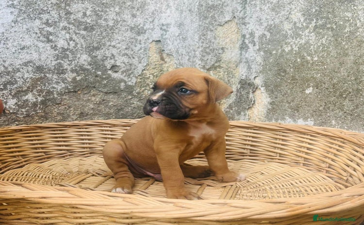 Boxer perros - Anuncio 13