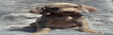 Weimaraner Cachorro 1