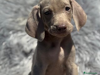 Weimaraner perros - Anuncio 10