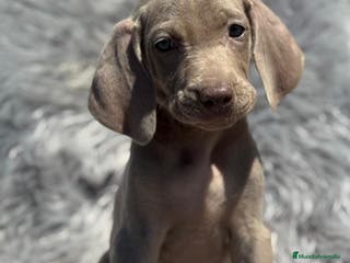 Weimaraner perros WEIMANARER ECONÓMICOS - Anuncio 9