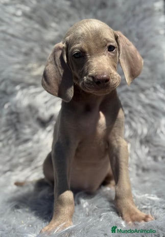 Weimaraner perros - Anuncio 6