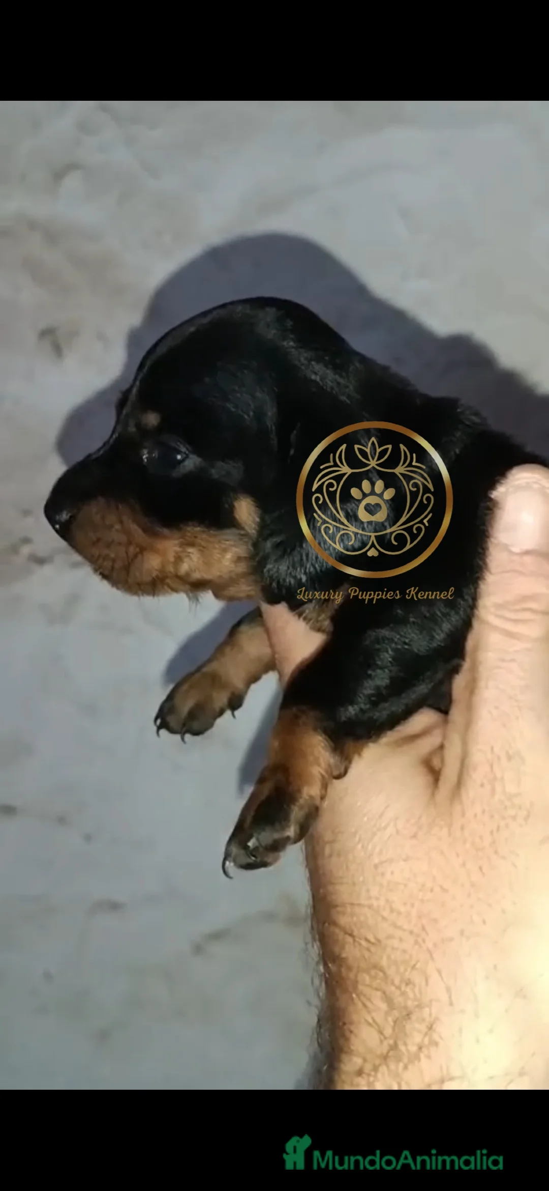 Teckel Miniatura perros en venta: Teckel mini  - Anuncio 1