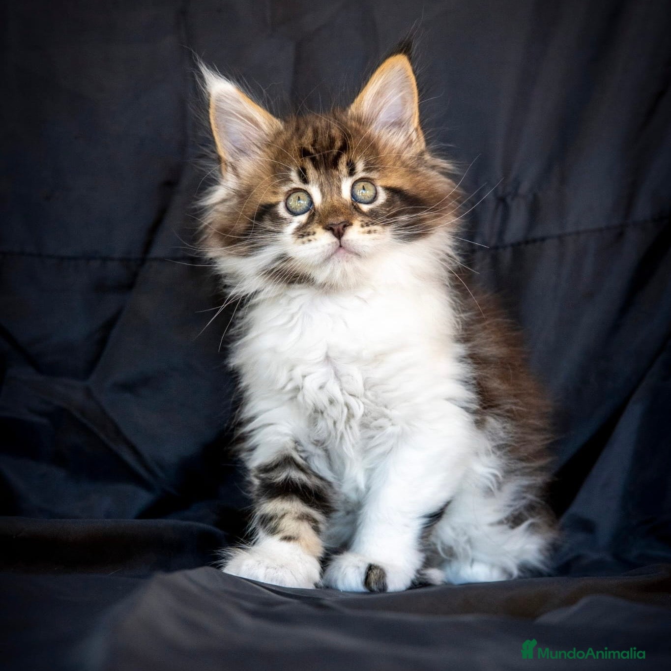 Maine Coon gatos Maine Coon Tabby Golden - Anuncio 2