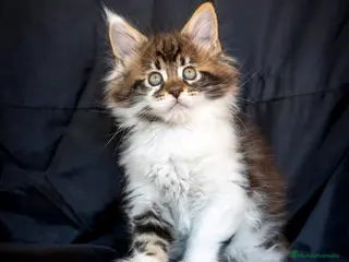 Maine Coon gatos Maine Coon Tabby Golden - Anuncio 2