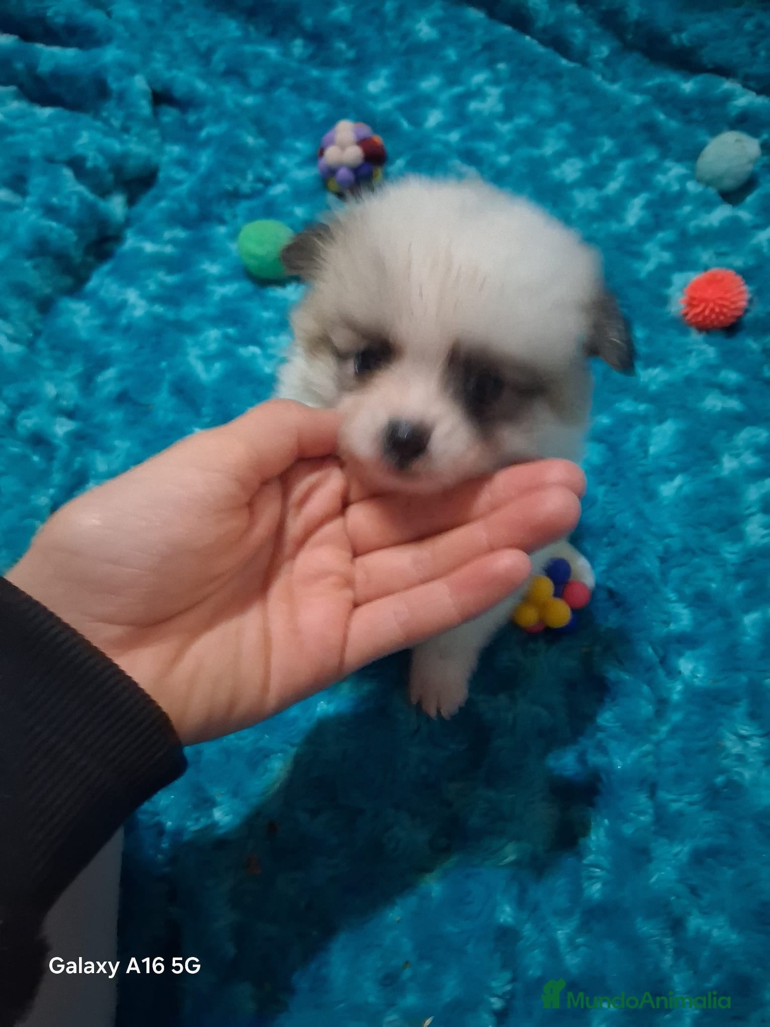 Pomerania perros Macho de pomchi macho  - Anuncio 5