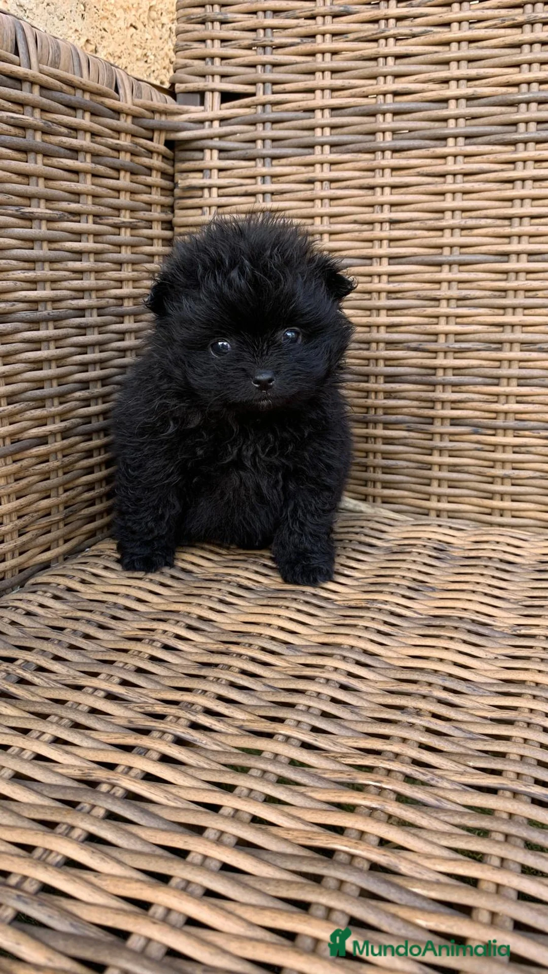 Pomerania perros en venta: Pomerania de capricho en Illes Balears - Anuncio 3