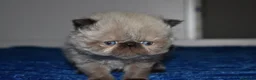 Persa gatos en venta: GATOS PERSAS HIMALAYOS  - Anuncio 4
